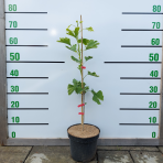 Ginko dvojlaločné (Ginkgo biloba) – výška 30-50 cm, kont. C2L